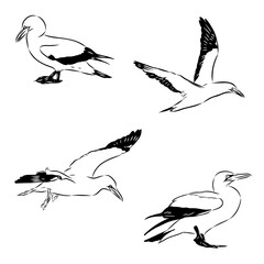 booby, seabird, vector sketch
