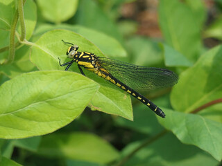 Davidius lunatus, a slender dragonfly species found near clean streams and ponds in Jugeumsan, Korea, known for resting with wings spread. Photographed in Korea.