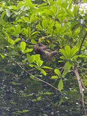 Naklejka premium Sloth on the tree