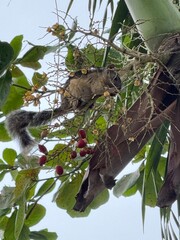 Fototapeta premium lemur on tree