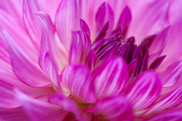 Closeup of vibrant, multi-colored pink dahlia in summer
