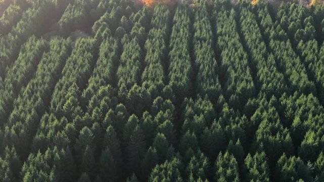 Tracking aerial Telephoto shot of Conifer forestry in UK at sunset