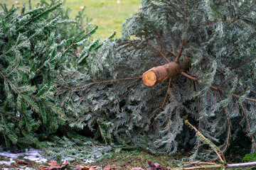 A cut and discarded Christmas tree lying on the grass symbolizes the end of the Christmas holidays.