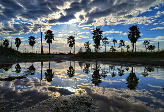 A row of palm trees is silhouetted against a dramatic cloudy sky, with their reflections mirrored in a puddle on the wet road near the sea promenade in Gonio, Georgia.