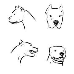 Great Dane of Argentina, breed, vector sketch