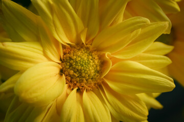 Close-Up of a Yellow Flower – Nature’s Subtle Details