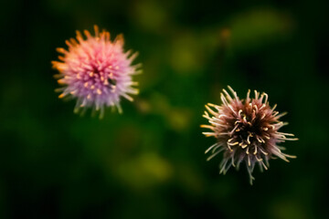 Close-Up of a Yellow Flower &ndash; Nature&rsquo;s Subtle Details