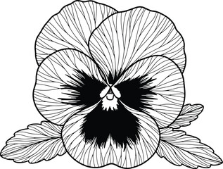 Delicate pansy flower in monochrome design with elegant lines and details