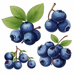 Hand-Drawn Blueberry Branches and Leaves Illustration for Summer Designs