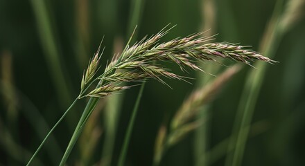A close-up view of delicate hart grass blades swaying gently in a soft breeze, showcasing natural beauty and serene outdoor environment ,tranquil scene ,natural environment ,grass