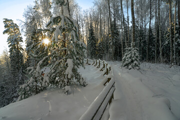 snowy wooden broadwalk in the forest