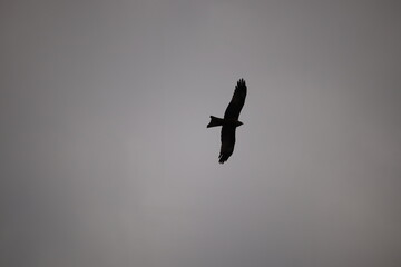 Black Kite soaring high in the cloudy sky — Silhouette bird photography