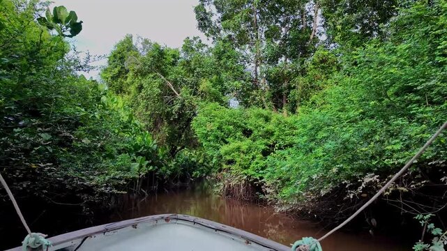 Boat trip on the Igarape do Urubu River, Delta das Americas, Ilha das Canarias, Brazil. Amazon Rainforest. South America