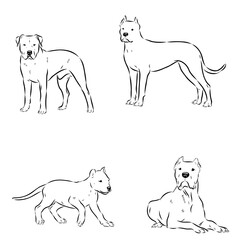 Great Dane of Argentina, breed, vector sketch
