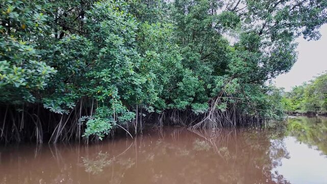 Boat trip on the Igarape do Urubu River, Delta das Americas, Ilha das Canarias, Brazil. Amazon Rainforest. South America