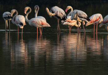 Greater Flamingos preening at Tubli bay in the morning, Bahrain