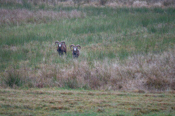 Mouflon rams with large curved horns standing in meadow. Wild sheep in natural habitat. Swedish nature photography taken in November. 