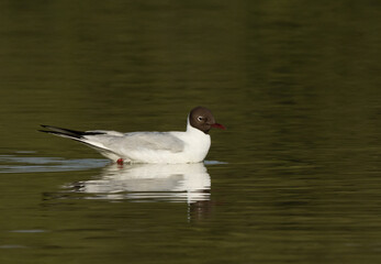 Portrait of a Black-headed gull at Tubli bay, Bahrain