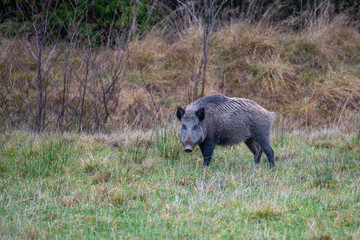 Wild boar foraging in a meadow in natural habitat. Swedish nature photography taken in November.
