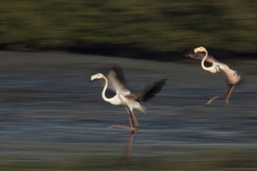 Motion blur image of Greater Flamingos landing at Tubli bay in the morning, Bahrain