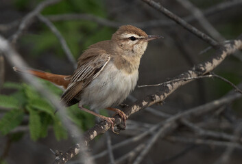 Rufous-tailed Scrub Robin at Hamala, Bahrain