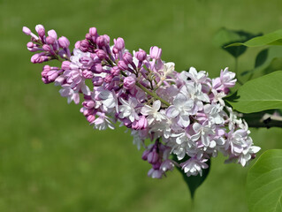 Branch of mauve lilac flowers on green bokeh background. Natural floral background.
