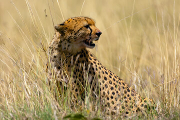 Cheetah (Acinonyx jubatus), portrait of a cheetah that has finished feeding in the grassy plains of the Masai Mara.