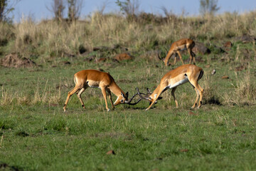 Impala or rooibos (Aepyceros melampus) two adult males fighting for females and territorial positions.