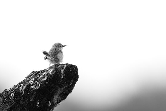 Plain Prinia perched on a wooden log, Bahrain