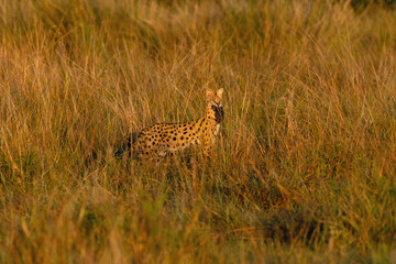 Serval (Leptailurus serval) in thick grass with a caught rodent on the plains of Masai Mara. Small spotted cat in typical behavior.