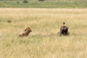 Lion (Panthera leo) and African Cape buffalo, interacting together on the plains of the Masai Mara. Lion and buffalo interacting with each other.