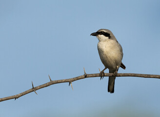 Great Grey Shrike perched on acacia tree at Hamala