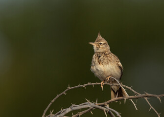 Crested Lark perched on acacia tree at Buri farm, Bahrain