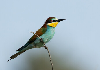European bee-eater perched on a tree, Bahrain