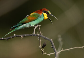 European bee-eater removing pellets by regurgitating indigestible parts of prey.