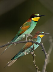 A pair of European bee-eater perched on acacia tree, Bahrain