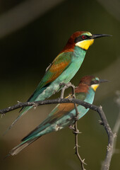 A pair of European bee-eater perched on a tree, Bahrain