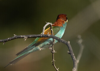 European bee-eater on acacia tree looking at back, Bahrain