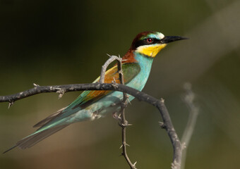 European bee-eater on acacia tree, Bahrain