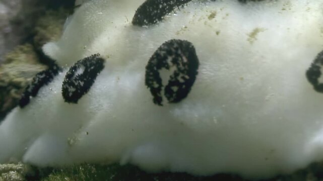 Observe a jorunna parva, or sea bunny, an adorable sea slug, strolling across a reef. Appreciate its fluffy look and distinctive dark spots, as it calmly navigates its underwater home.