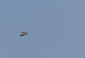 European bee-eater flying against blue sky, Bahrain