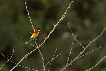 European bee-eater perched on acacia tree at Jasra, Bahrain