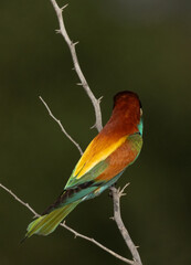European bee-eater perched on a tree looking in opposite direction, Bahrain