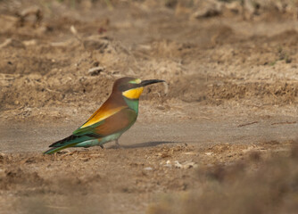 European bee-eater perched on ground, Bahrain