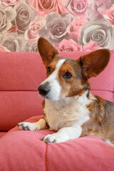 The Welsh corgi Pembroke is relaxing on a red sofa. A funny red-haired pet.