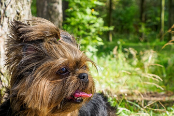 Dog. Yorkshire Terrier. Portrait of a cute, small dog in nature. Pets.