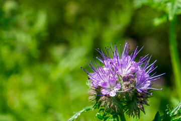 Phacelia. A flower. Purple flower from the Aquarius family. Beauty of nature.