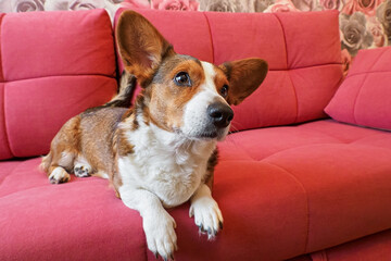 The Welsh corgi Pembroke is relaxing on a red sofa. A funny red-haired pet.