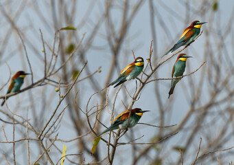 European bee-eaters perched on a tree at Jasra, Bahrain