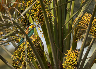 A pair of European bee-eater perched on date palm tree, Bahrain